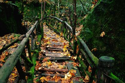 Waiting Bridges