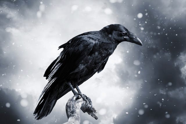 Blackbird