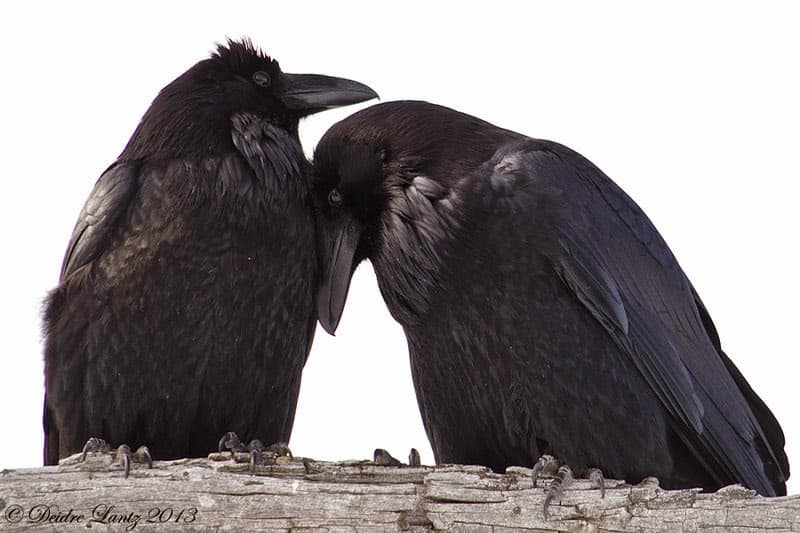 Crow of Change